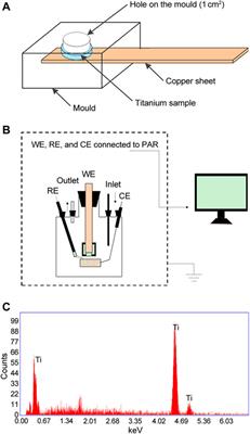 Antibiofilm peptides enhance the corrosion resistance of titanium in the presence of Streptococcus mutans